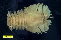 藏品(九齒扇蝦)的圖片